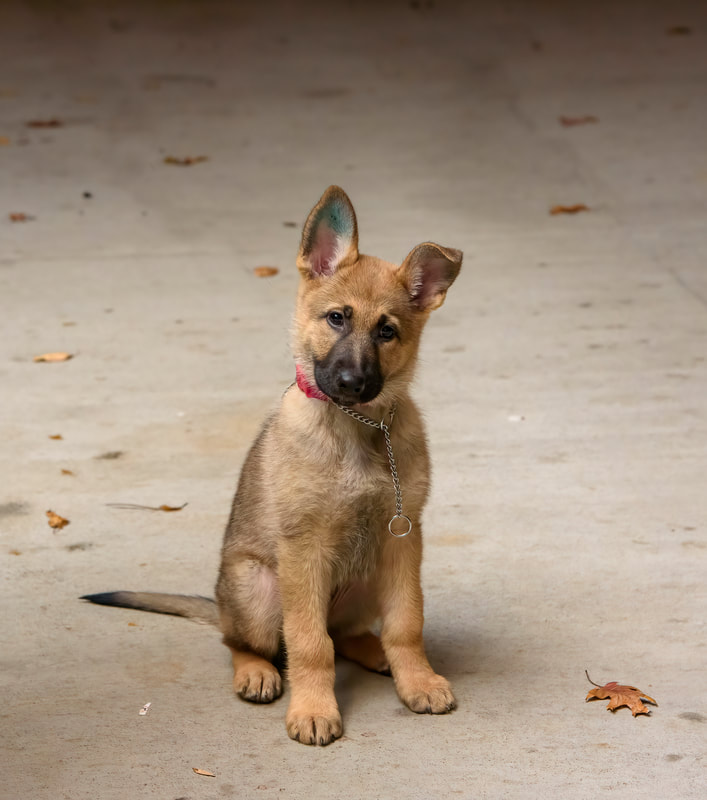 German Shephard, Milli, is in a down at the top of stone steps looking at the camera with her pink leash in front of her, her ears flopped forward and a hint of green from the tattoo in her right ear.