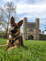 Bobka at 6 months laying outside with a castle-like clock tower behind her