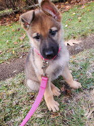 7 week old Bobka, a German Shephard Puppy, sits outside, one ear up and one ear still flopped forward